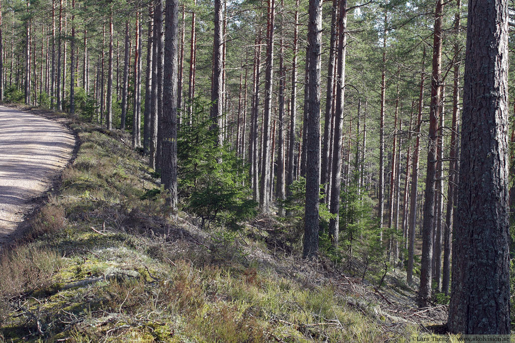 Isälvsavlagring