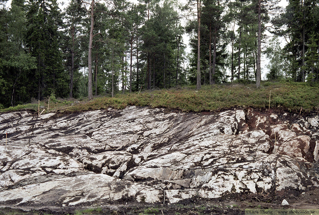 Lithosol, grund jordmån 