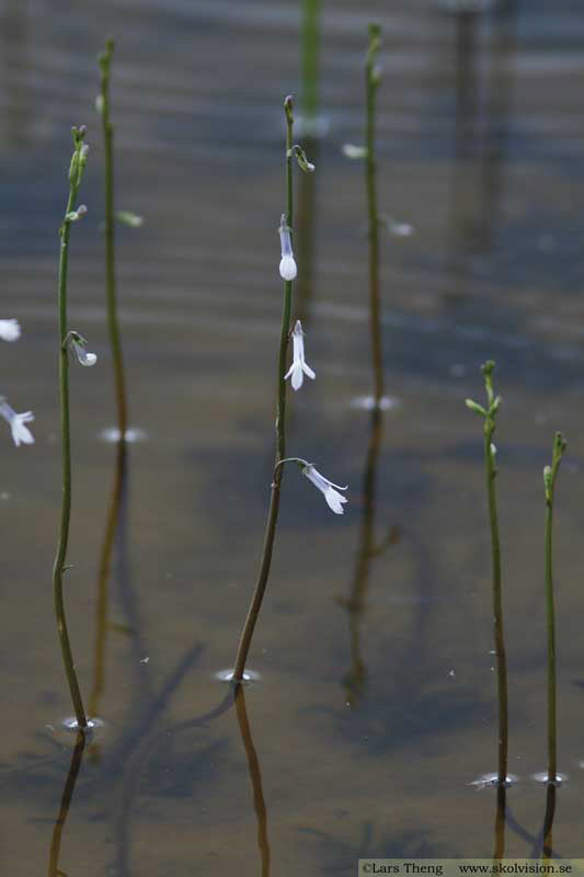 13 Notblomster