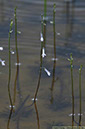 13 Notblomster