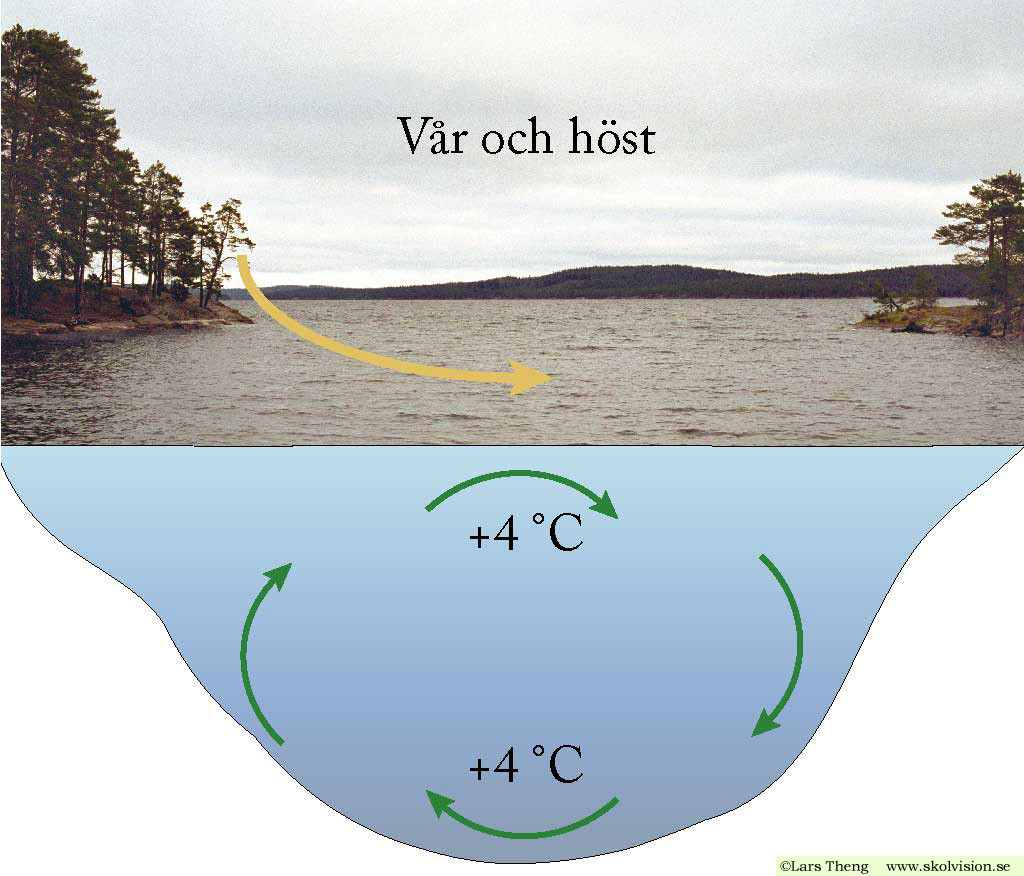 2 Vårcirkulation