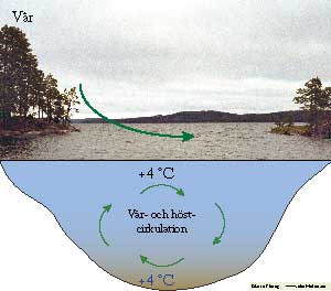 Vår höst cirkulation