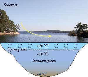 sommarstagnation