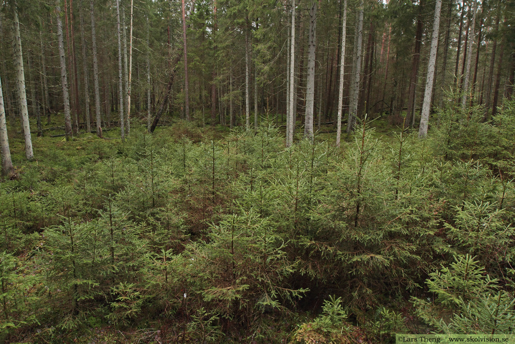 Kalhyggesbruk
