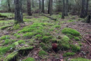 Stenmurkla, Gyromitra esculenta