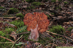 Stenmurkla, Gyromitra esculenta