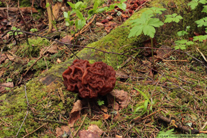 Stenmurkla, Gyromitra esculenta