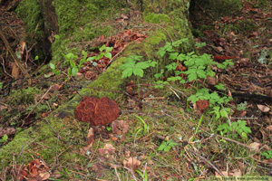 Stenmurkla, Gyromitra esculenta