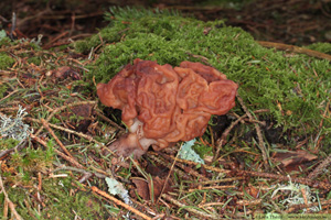 Stenmurkla, Gyromitra esculenta