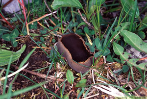 Helvella sp. hattmurkla