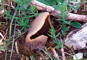 Helvella sp. hattmurkla