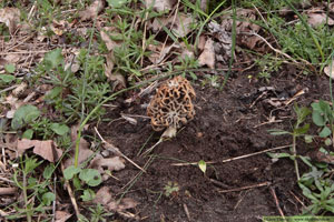 Rund toppmurkla, Morchella esculenta