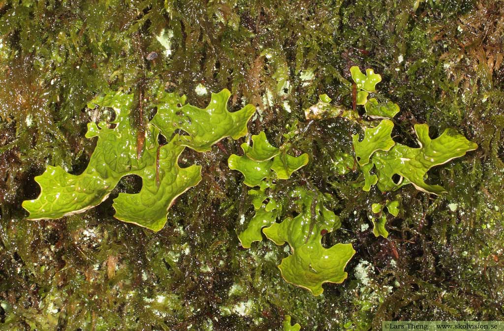 Lunglav, Lobaria pulmonaria