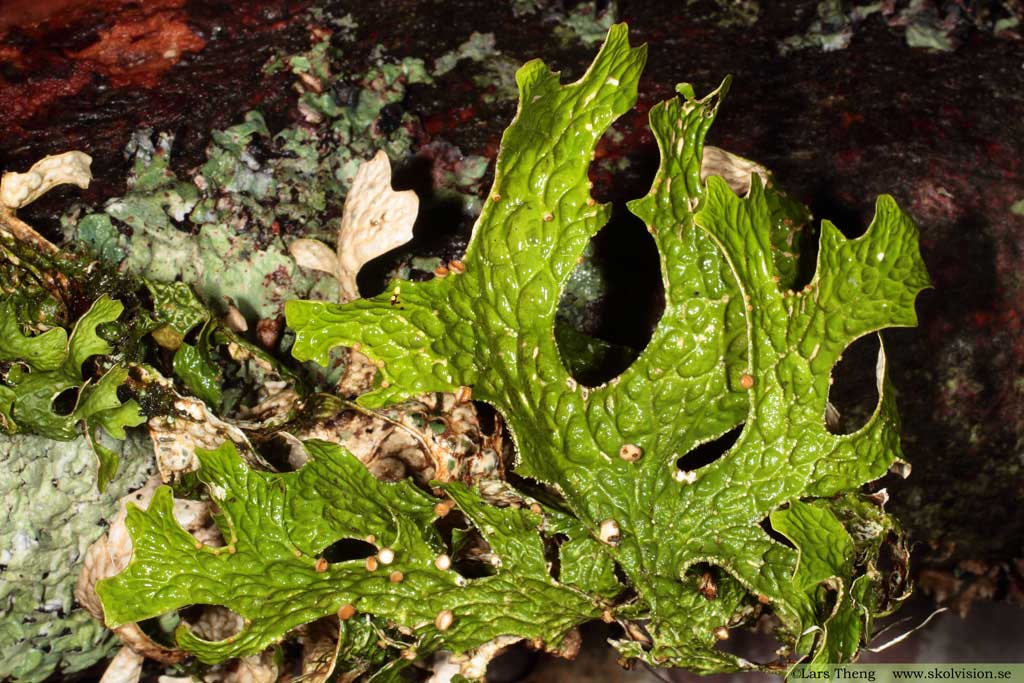 Lunglav, Lobaria pulmonaria