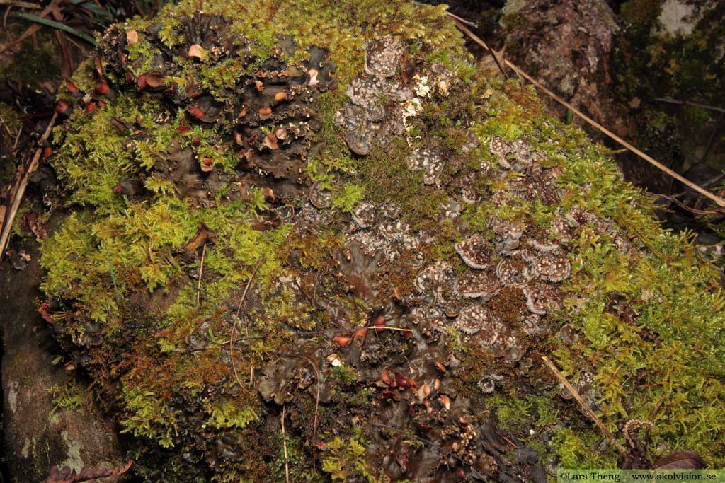 Styverlav, Peltigera didactyla