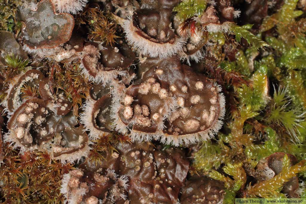 Styverlav, Peltigera didactyla