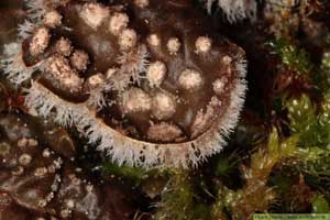 Styverlav, Peltigera didactyla