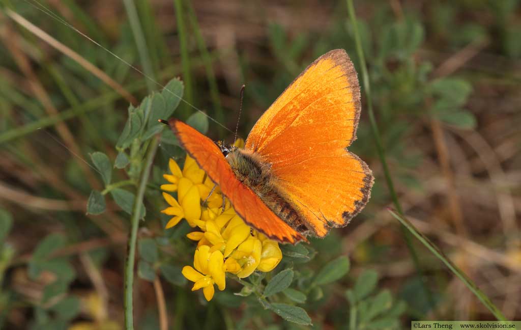 Vitfläckig guldvinge, Lycaena virgaureae