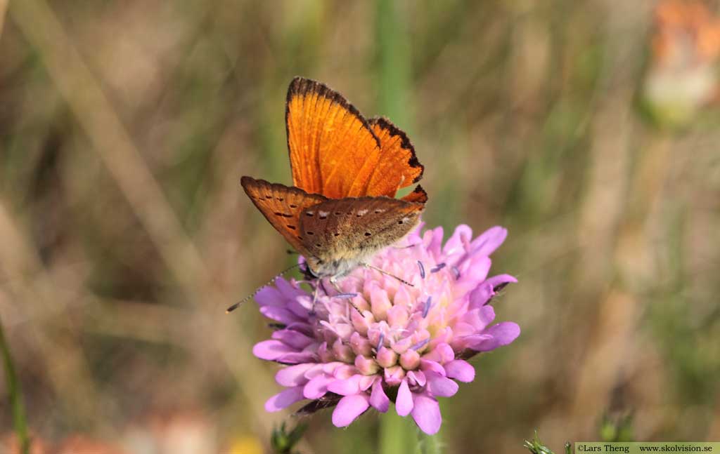 Vitfläckig guldvinge, Lycaena virgaureae