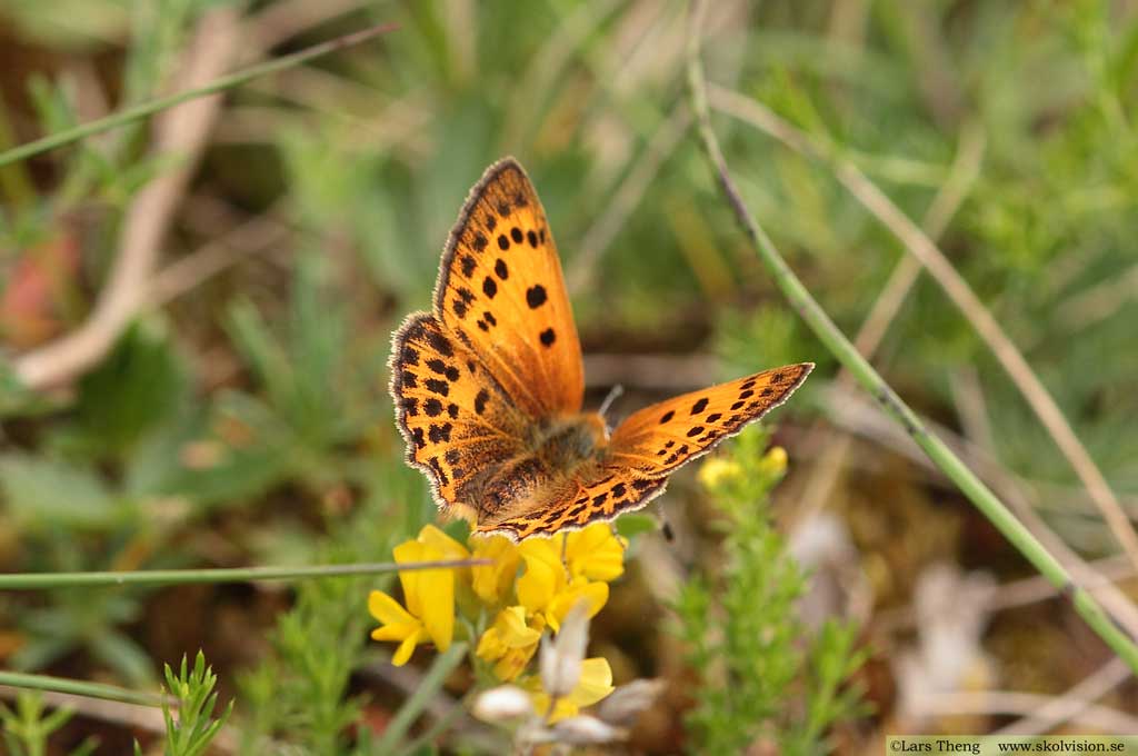 Vitfläckig guldvinge, Lycaena virgaureae