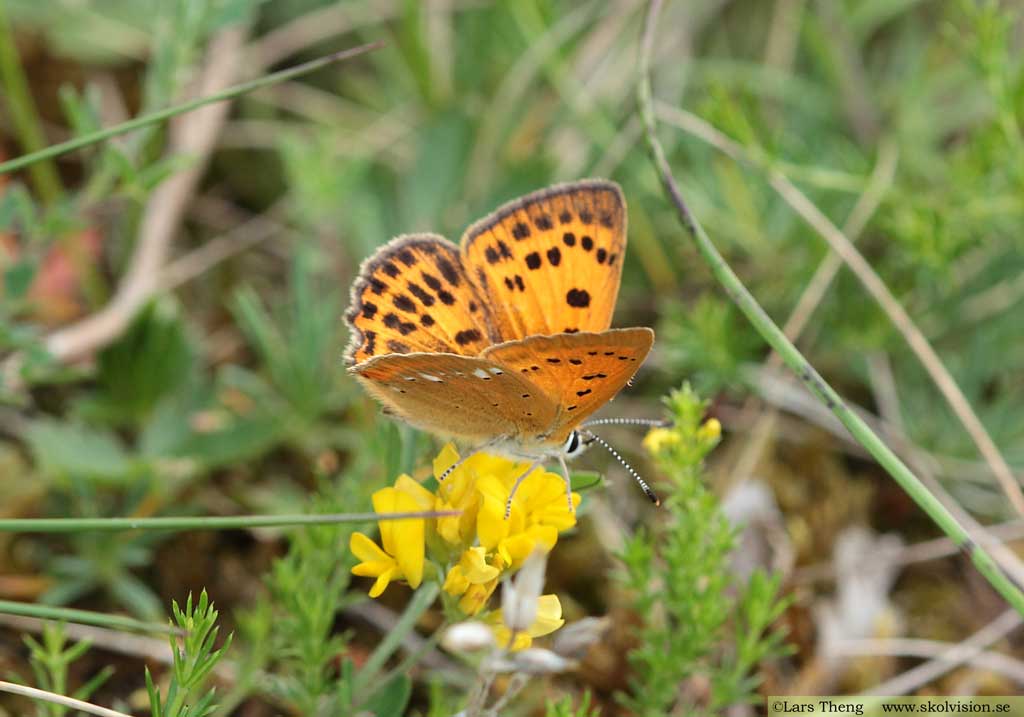 Vitfläckig guldvinge, Lycaena virgaureae