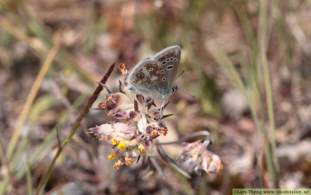 Väpplingblåvinge, Polyommatus dorylas