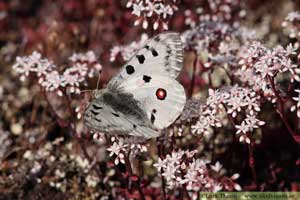 Apollofjäril, Parnassius apollo