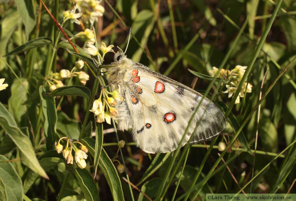 Apollofjäril, Parnassius apollo