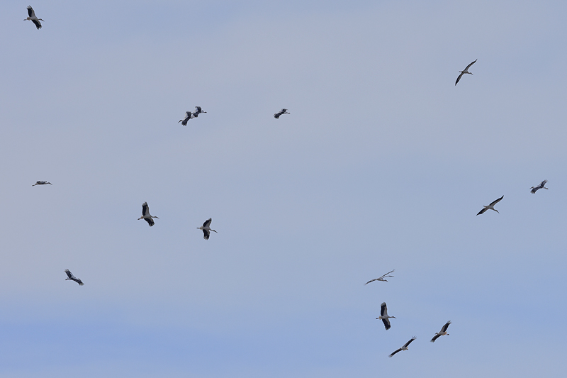 Thumbnail Image 1