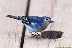 Fringilla coelebs palmae