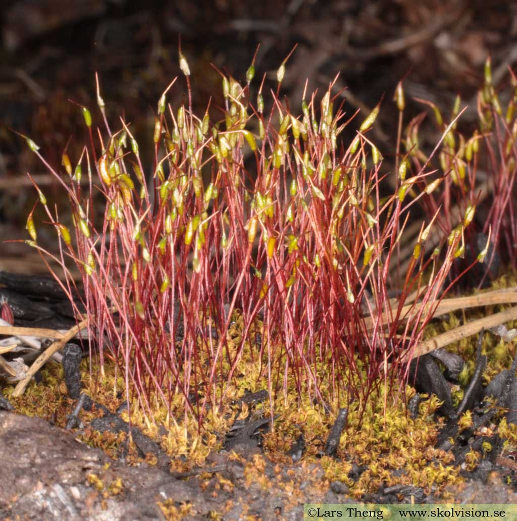 Brännmossa, Ceratodon purpureus