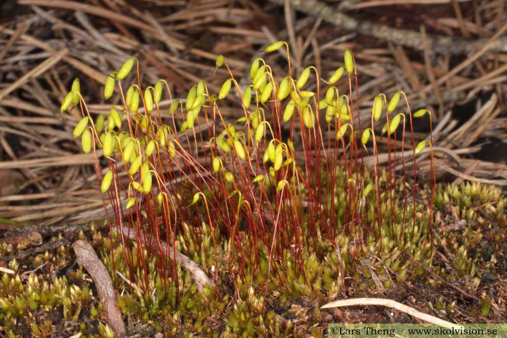 Brännmossa, Ceratodon purpureus