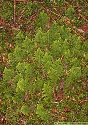 Kammossa, Ptilium crista-castrensis