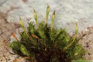 Krushättemossa, Ulota crispa