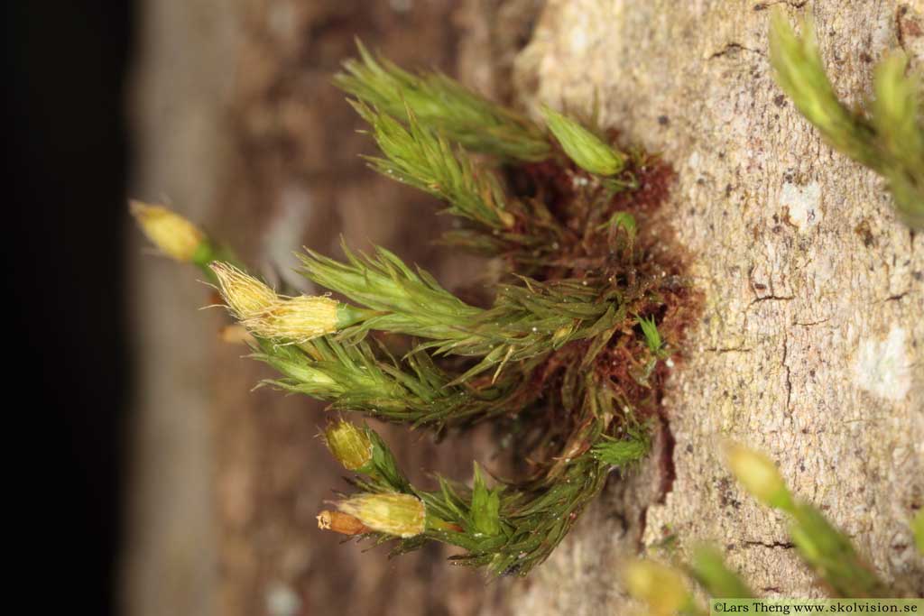 Krushättemossa, Ulota crispa	