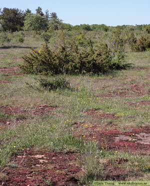 Österplana hed Kinnekulle