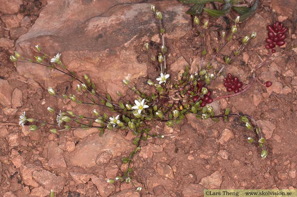 Kalknarv, Arenaria gothica