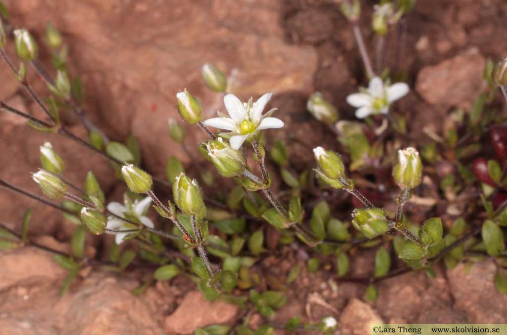 Kalknarv, Arenaria gothica