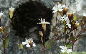 Bergglim, Atocion rupestre