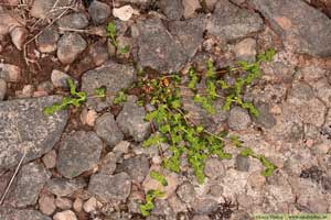 Knytling, Herniaria glabra