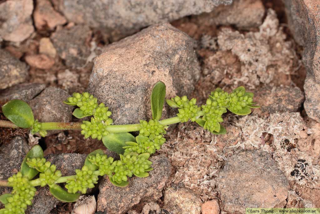 Knytling, Herniaria glabra