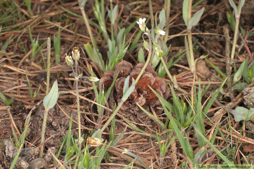 Fågelarv, Holosteum umbellatum