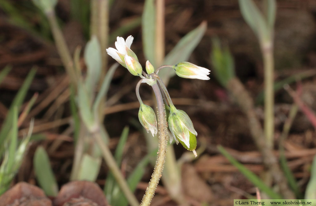 Fågelarv, Holosteum umbellatum