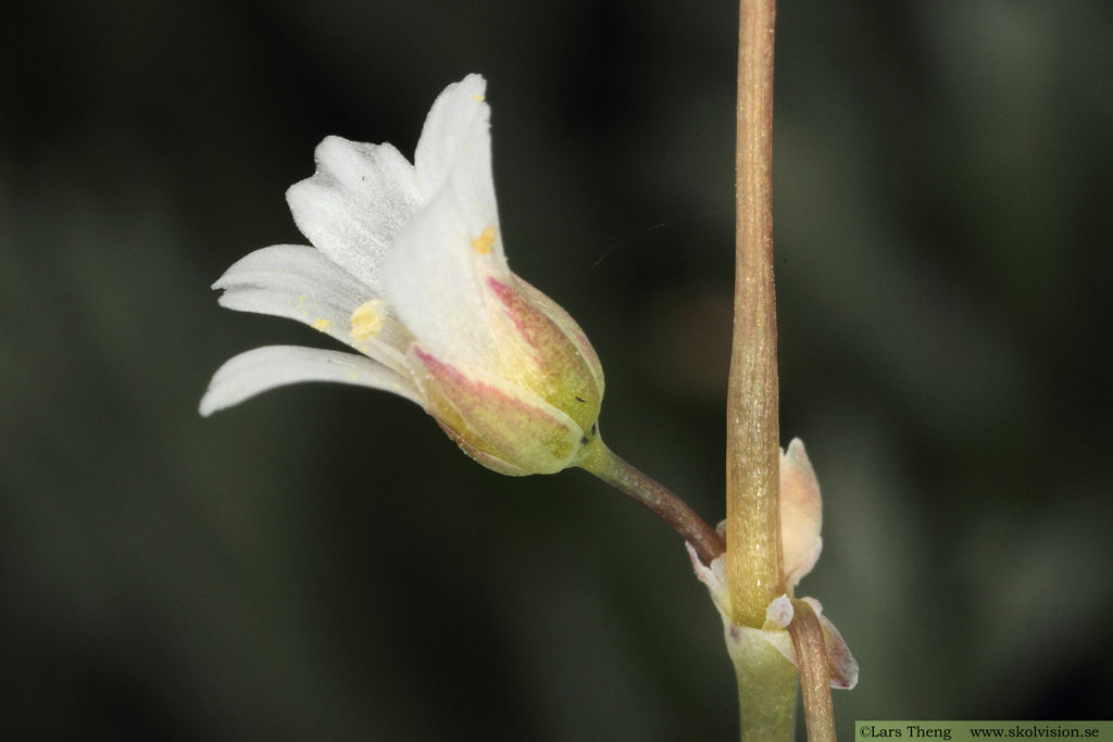 Fågelarv, Holosteum umbellatum