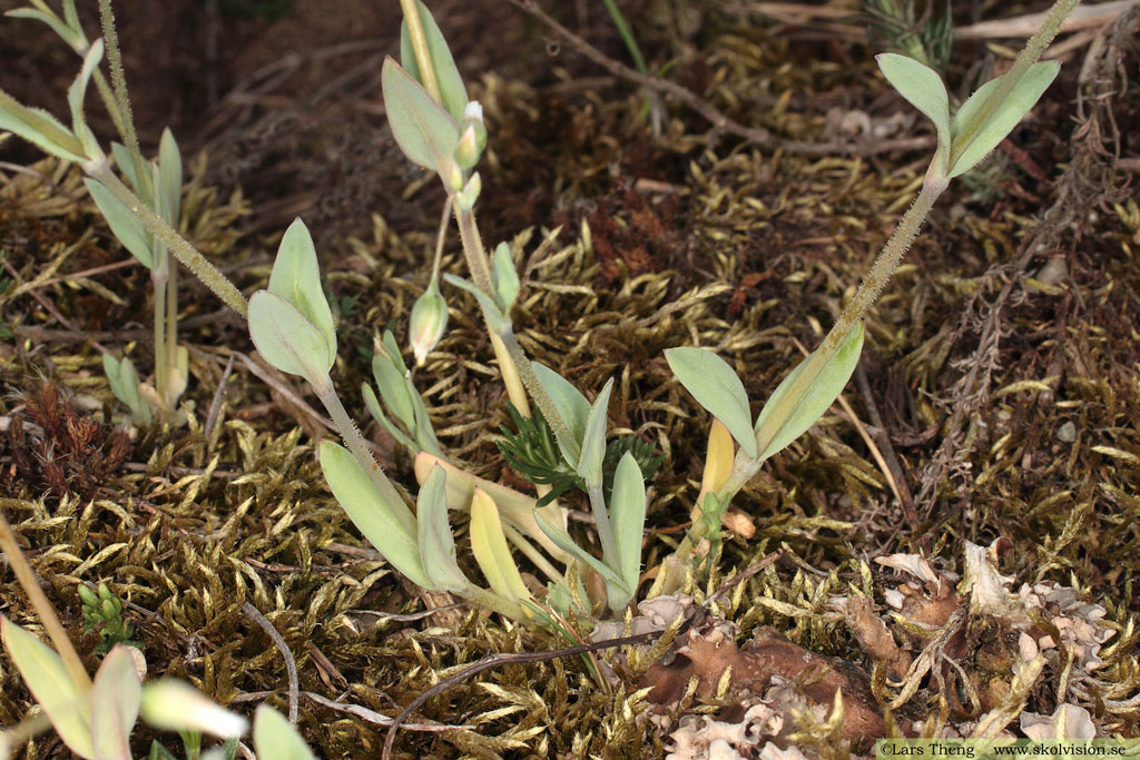 Fågelarv, Holosteum umbellatum