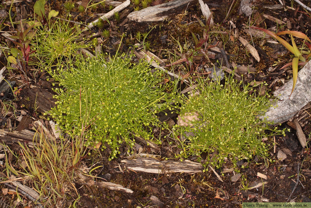 Krypnarv, Sagina procumbens