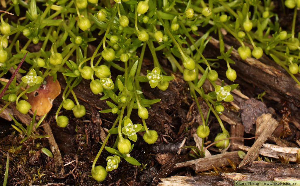Krypnarv, Sagina procumbens
