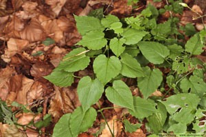 Sydlundarv, Stellaria nemorum subsp. montana