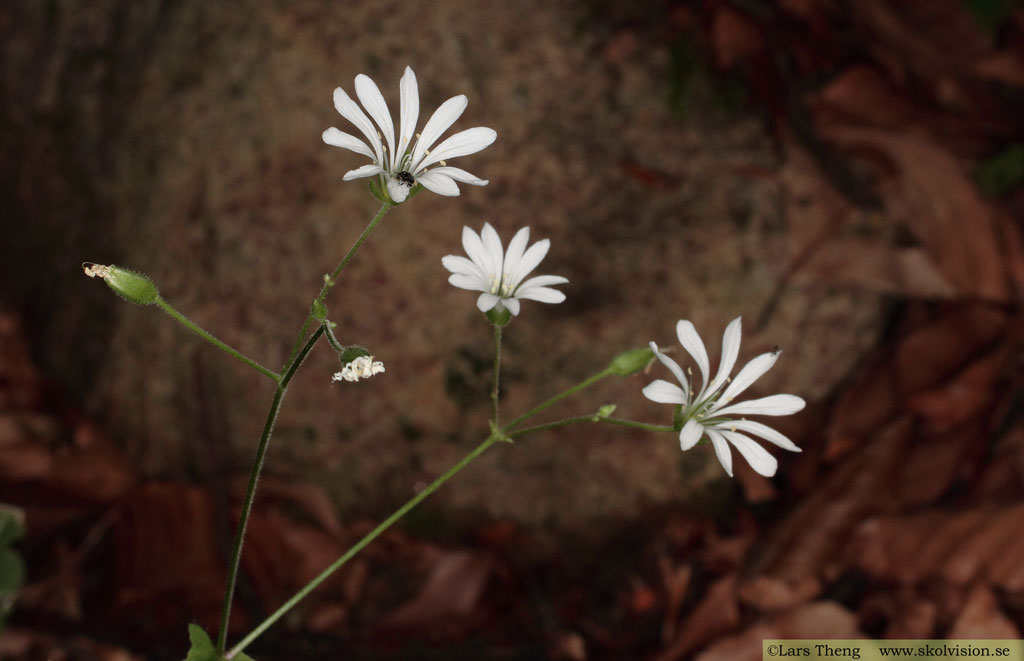 Sydlundarv, Stellaria nemorum subsp. montana