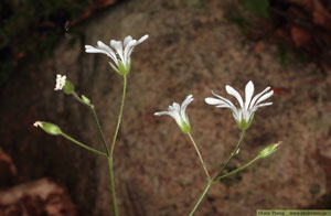 Sydlundarv, Stellaria nemorum subsp. montana